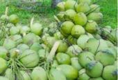 Raw Natural Coconut Exporter in Pollachi, Tamilnadu