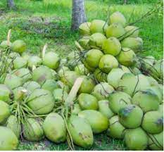 Raw Natural Coconut Exporter in Pollachi, Tamilnadu