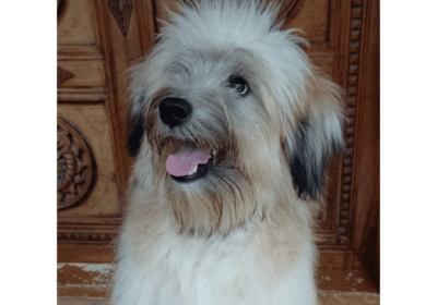 Lhasa Apso Dog For Sale in Thiruvananthapuram