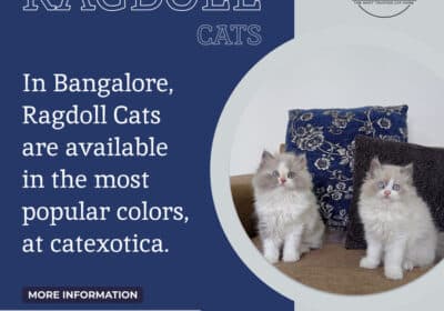 Buy Ragdoll Cat and Kitten in Bangalore