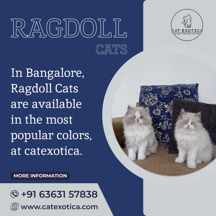 Buy Ragdoll Cat and Kitten in Bangalore