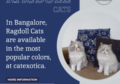 Ragdoll Cats & Kittens in Bangalore | Cat Exotica