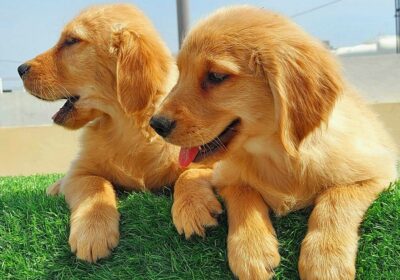 Golden Retriever & Beagle Puppies For Sale in Delhi