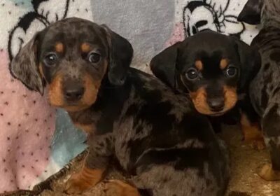 Miniature Dachshund Puppies For Sale in California