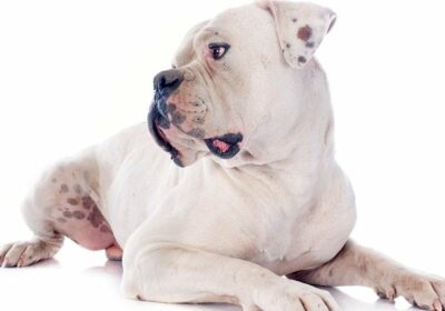 american-bulldog-breed-pictures-9