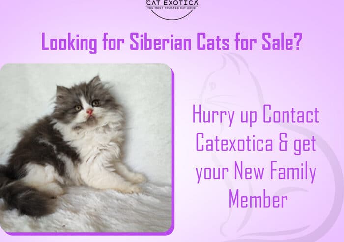 Buy Best Siberian Cats & Kittens in Bangalore