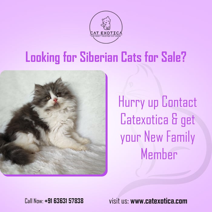 Buy Best Siberian Cats & Kittens in Bangalore