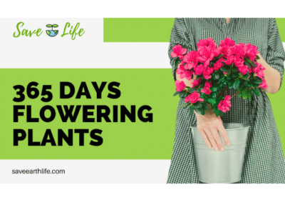 365-Days-Flowering-Plants-in-India-Save-Earth-Life