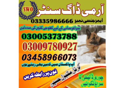 Best Army Dog Center Faisalabad