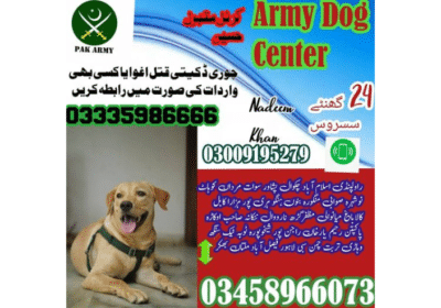 Best Army Dog Center Jhelum