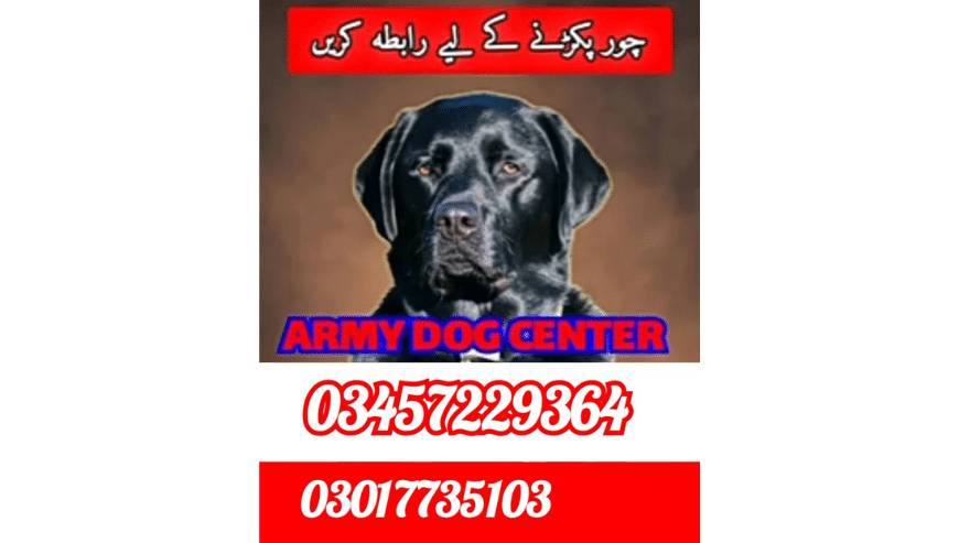 Best Dog Training Center Gujranwala | Army Dog Center