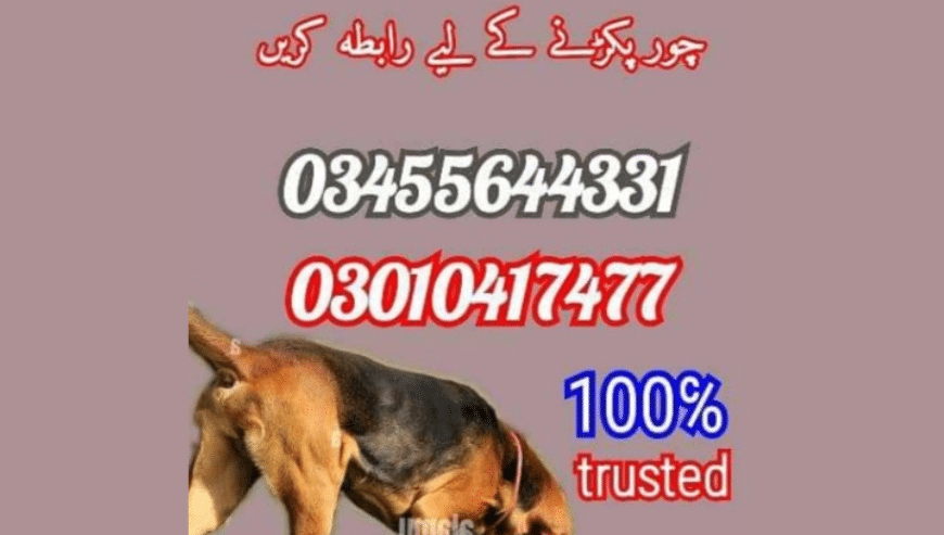 Best Dog Training Center Peshawar | Army Dog Center