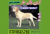 Best Dog Training Center in Jhelum | Army Dog Center