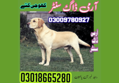 Best-Dog-Training-Center-in-Jhelum-Army-Dog-Center