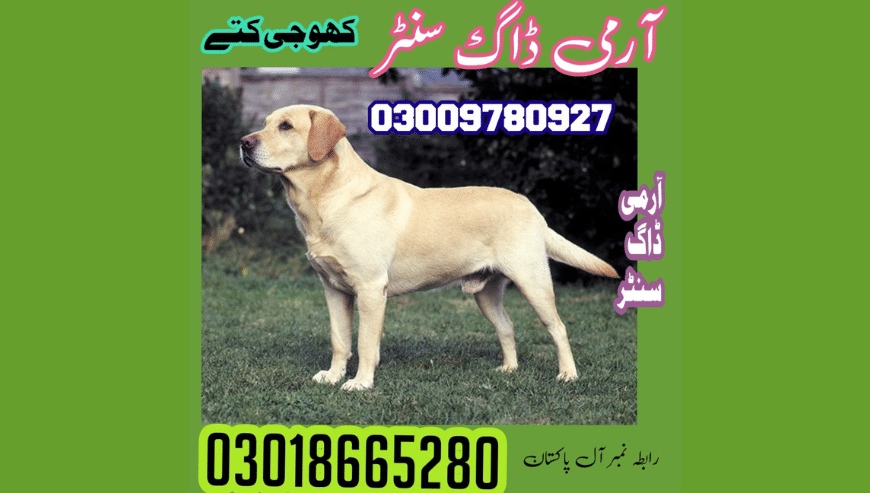 Best Dog Training Center in Jhelum | Army Dog Center