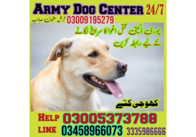 Best Dog Training Center in Lahore | Army Dog Center