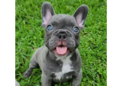 Best French Bulldog Puppy Online Shop | HappybarkFrenchies.com