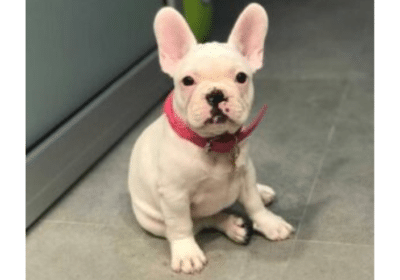 Buy French Bulldog Puppy Online | HappyBarkFrenchies.com