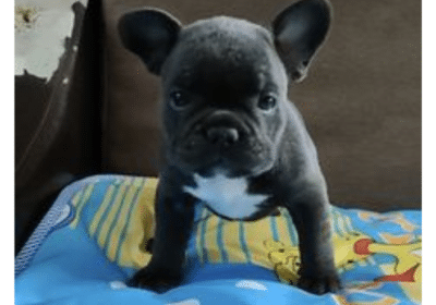 French Bulldog Puppy For Sale Online | HappyBarkFrenchies.com