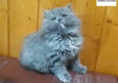 Persian Cats Available at Low Prices in Srinagar