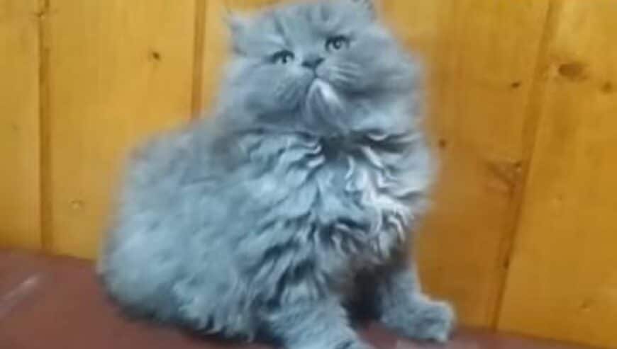 Persian Cats Available at Low Prices in Srinagar