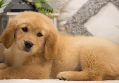 Golden Retriever Puppies For Sale in Ohio