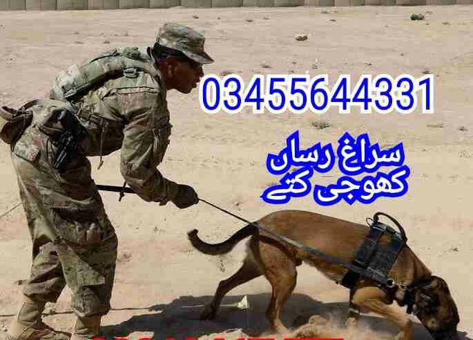 Best Army Dog Center in Peshawar
