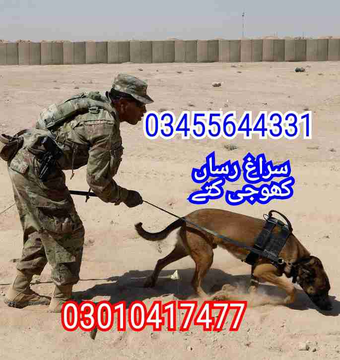Best Army Dog Center in Peshawar