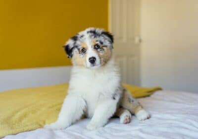Mini Aussie Puppies For Sale | Aussie Ville