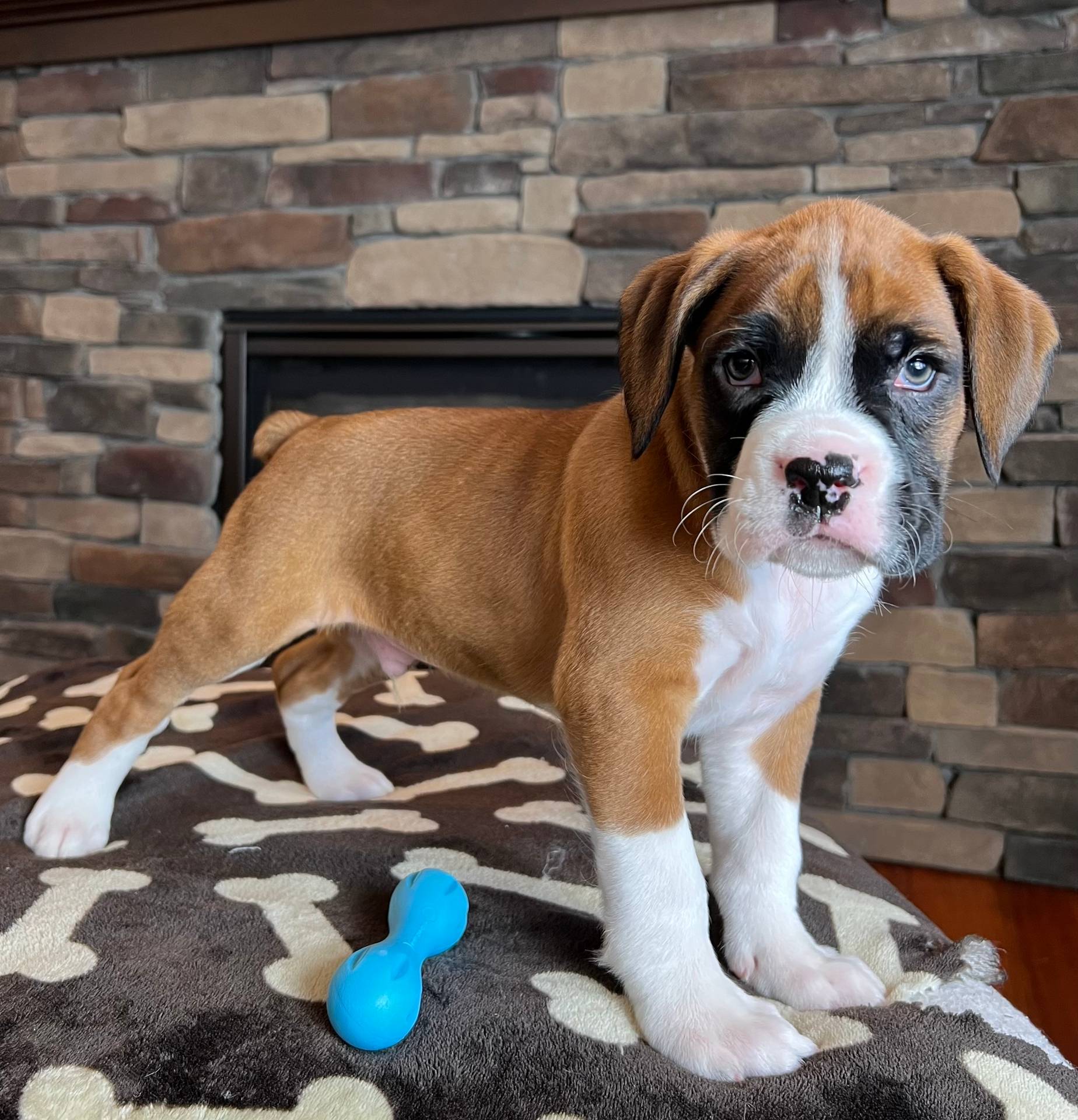 Bobtail Top Quality Boxers Puppies For Sale in UK