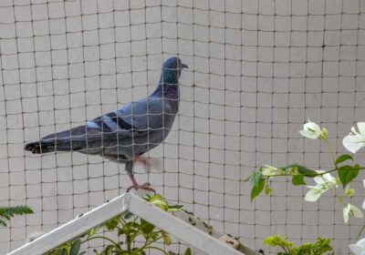 Anti Bird Net For Balcony Near Hyderabad | Raj Enterprises