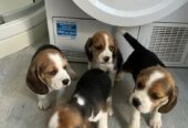 Lovely Beagle Puppies For Sale in Australia