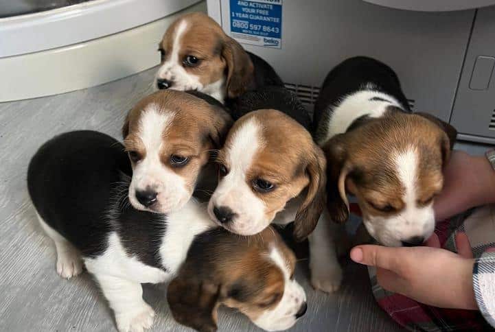 Lovely Beagle Puppies For Sale in Australia