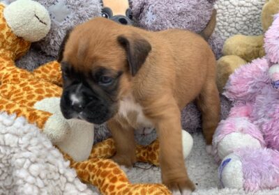Cute Boxer Puppies For Sale in Ealing