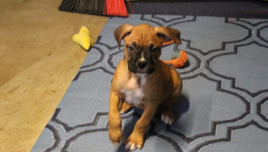 Bobtail Top Quality Boxers Puppies For Sale in UK