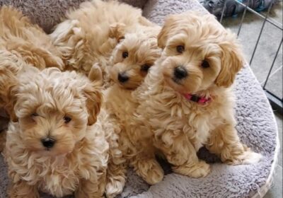 Beautiful Maltipoo Puppies For Sale in Washington