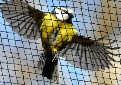 Bird Protection Net in Mysore | JKL Safety Nets