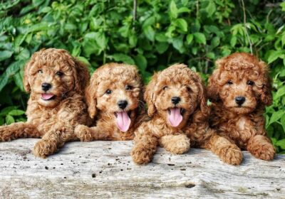 Beautiful Toy Poodle Puppies For Sale in Washington