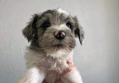 Schnauzer Puppies For Sale in Virgin Islands