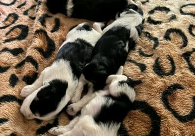 Buy Schnauzer Puppies in Frederiksted, USA