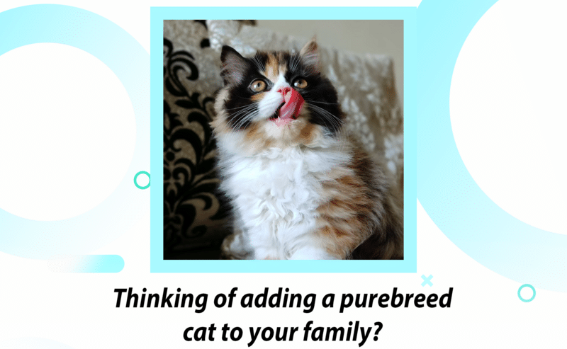 Find Purebred Persian Kittens For Sale in Bangalore | Cat Exotica