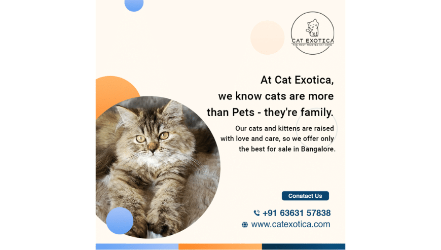 Best Kitten Breeders in Bangalore | Cat Exotica