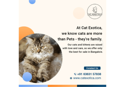 Find Purebred Persian Kittens For Sale in Bangalore | Catexotica
