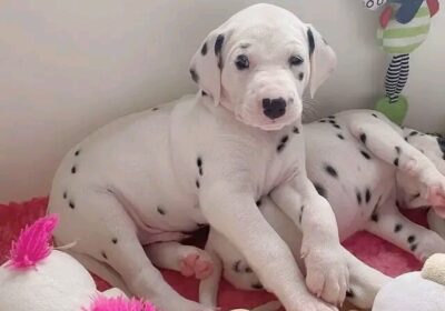 Dalmatian Puppies For Sale in California  