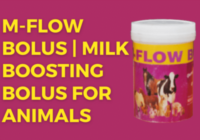 M-Flow Bolus | Milk Boosting Bolus For Animals | Niceway India,