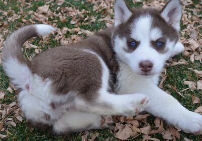 Top Quality Male & Female Siberian Husky Puppies in UK