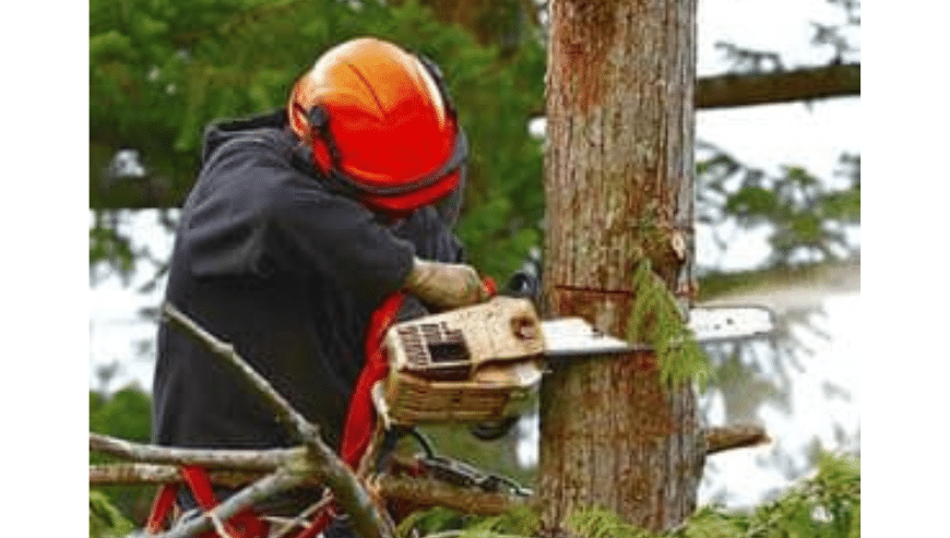 Tree-Removal-Services-in-Mandeville