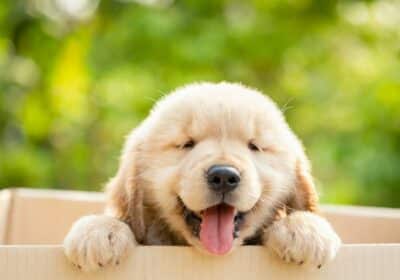 cute-puppy-golden-retriever-standing-cardboard-box-green-nature-blur_30478-5641
