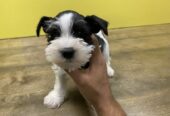 Buy Schnauzer Puppies in Virgin Islands