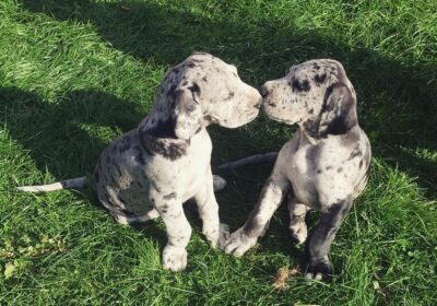 Beautiful Great Dane Puppies For Sale in California